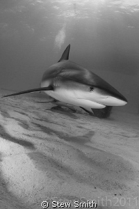 A reefie comes in to check me out by Stew Smith 